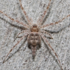 Tamopsis sp. (genus) at Hackett, ACT - 26 Jun 2019