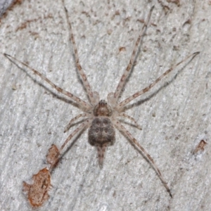 Tamopsis sp. (genus) at Hackett, ACT - 26 Jun 2019 01:08 PM