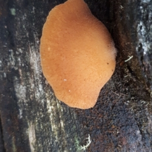 zz Agaric (stemless) at Cotter River, ACT - 10 Jul 2019 01:11 PM