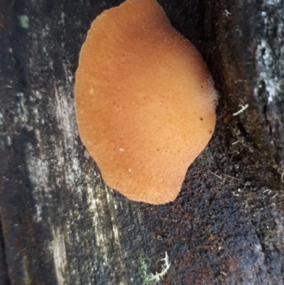 zz Agaric (stemless) at Namadgi National Park - 10 Jul 2019 by purple66