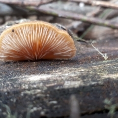 zz Agaric (stemless) at Cotter River, ACT - 10 Jul 2019