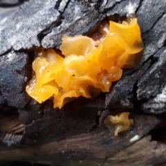 Tremella mesenterica (Witch's Butter or Yellow Brain) at Tennent, ACT - 10 Jul 2019 by purple66