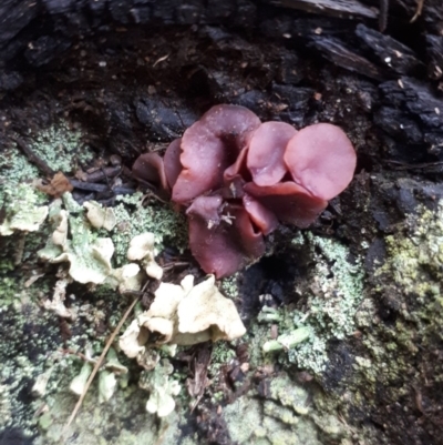 Unidentified at Cotter River, ACT - 10 Jul 2019 by purple66