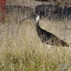 Threskiornis spinicollis (Straw-necked Ibis) at Mount Mugga Mugga - 6 Jul 2019 by Mike