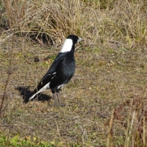 Gymnorhina tibicen at Jerrabomberra, ACT - 6 Jul 2019