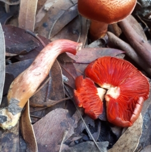 Cortinarius persplendidus at Namadgi National Park - 10 Jul 2019 01:46 PM