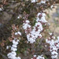 Leucopogon attenuatus (Small-leaved Beard Heath) at Tuggeranong DC, ACT - 7 Jul 2019 by Mike