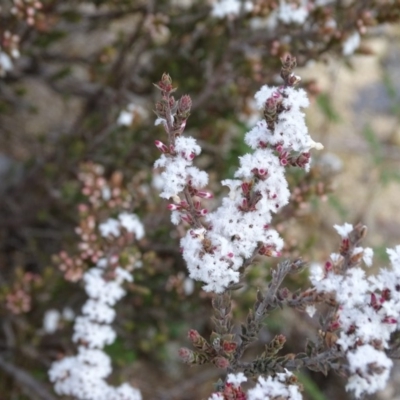 Leucopogon attenuatus (Small-leaved Beard Heath) at Wanniassa Hill - 7 Jul 2019 by Mike