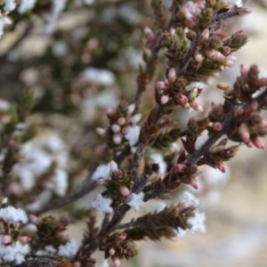 Styphelia attenuata at Tuggeranong DC, ACT - 7 Jul 2019