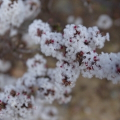 Styphelia attenuata at Tuggeranong DC, ACT - 7 Jul 2019