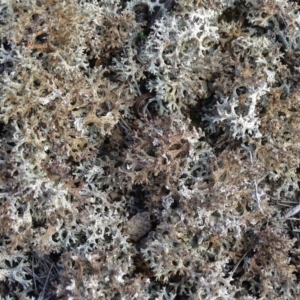 Cladia corallaizon at Tuggeranong DC, ACT - 7 Jul 2019