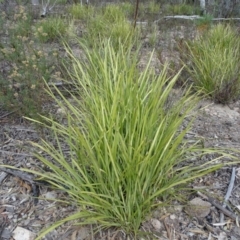 Lomandra sp. (A Matrush) at Tuggeranong DC, ACT - 7 Jul 2019 by Mike