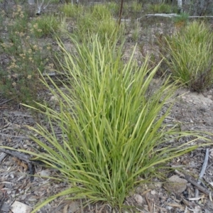 Lomandra sp. at Tuggeranong DC, ACT - 7 Jul 2019