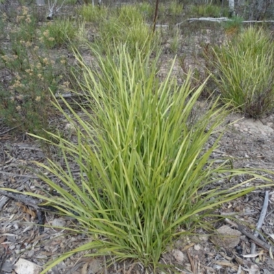 Lomandra (genus) (A Matrush) at Tuggeranong DC, ACT - 7 Jul 2019 by Mike