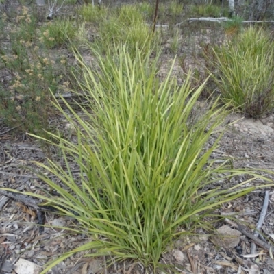 Lomandra sp. (A Matrush) at Wanniassa Hill - 7 Jul 2019 by Mike