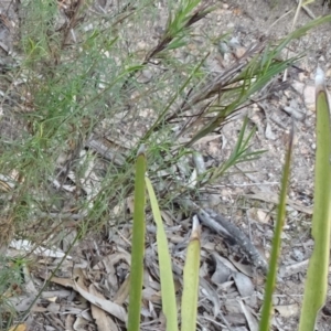 Lomandra sp. at Tuggeranong DC, ACT - 7 Jul 2019