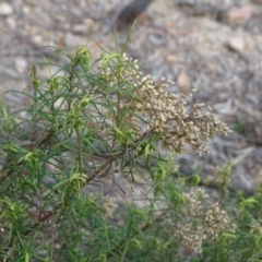 Cassinia quinquefaria (Rosemary Cassinia) at Tuggeranong DC, ACT - 7 Jul 2019 by Mike