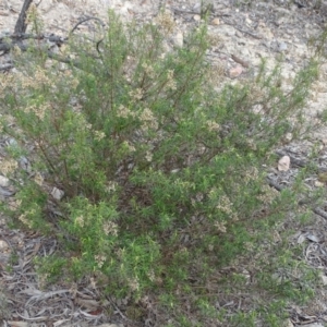 Cassinia quinquefaria at Tuggeranong DC, ACT - 7 Jul 2019