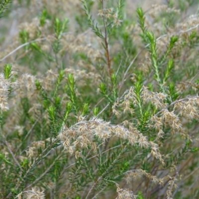 Cassinia sifton (Sifton Bush, Chinese Shrub) at Wanniassa Hill - 7 Jul 2019 by Mike