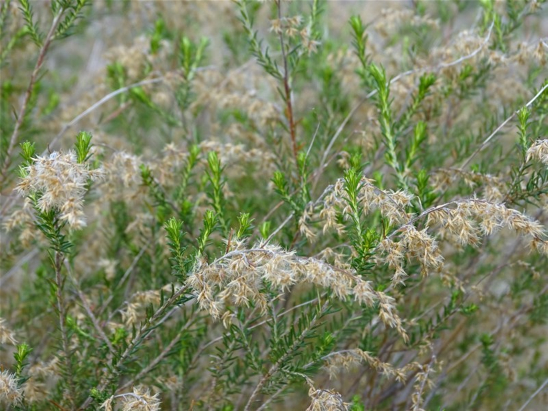 Cassinia sifton at Wanniassa Hill - Canberra & Southern Tablelands NSW