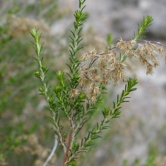 Cassinia sifton at Tuggeranong DC, ACT - 7 Jul 2019