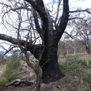 Apis mellifera at Tuggeranong DC, ACT - 7 Jul 2019