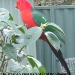 Alisterus scapularis at Bowral, NSW - 22 Sep 2016