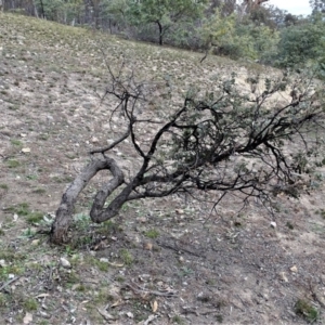 Eucalyptus bridgesiana at Tuggeranong DC, ACT - 7 Jul 2019 02:53 PM