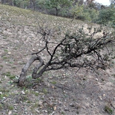 Eucalyptus bridgesiana (Apple Box) at Wanniassa Hill - 7 Jul 2019 by Mike