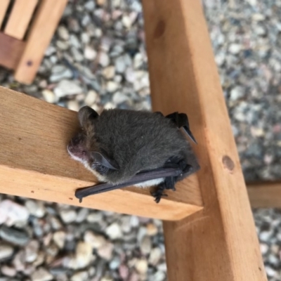 Nyctophilus geoffroyi (Lesser Long-eared Bat) at Penrose, NSW - 7 Jun 2019 by NigeHartley