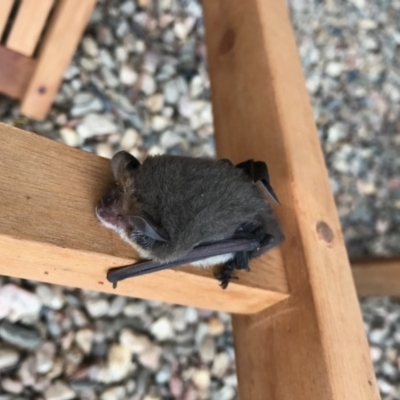 Nyctophilus geoffroyi (Lesser Long-eared Bat) at Wingecarribee Local Government Area - 8 Jun 2019 by NigeHartley