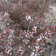 Leucopogon attenuatus (Small-leaved Beard Heath) at Fadden, ACT - 7 Jul 2019 by Mike