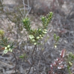 Melichrus urceolatus (Urn Heath) at Fadden, ACT - 7 Jul 2019 by Mike