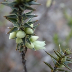 Melichrus urceolatus at Fadden, ACT - 7 Jul 2019 02:58 PM