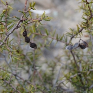 Acacia ulicifolia at Tuggeranong DC, ACT - 7 Jul 2019