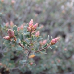 Brachyloma daphnoides (Daphne Heath) at Wanniassa Hill - 7 Jul 2019 by Mike