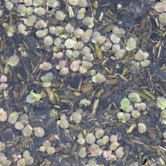 Lemna disperma (Common Duck-weed) at Wanniassa Hill - 7 Jul 2019 by Mike