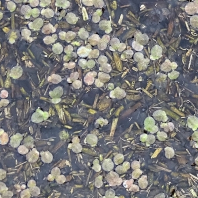 Lemna disperma (Common Duck-weed) at Wanniassa Hill - 7 Jul 2019 by Mike