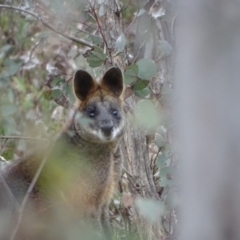 Wallabia bicolor (Swamp Wallaby) at Tuggeranong DC, ACT - 7 Jul 2019 by Mike