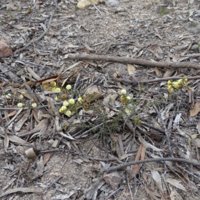 Acacia gunnii (Ploughshare Wattle) at Wanniassa Hill - 7 Jul 2019 by Mike