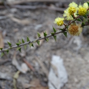 Acacia gunnii at Tuggeranong DC, ACT - 7 Jul 2019 03:43 PM