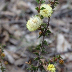 Acacia gunnii (Ploughshare Wattle) at Wanniassa Hill - 7 Jul 2019 by Mike