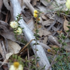 Acacia gunnii at Tuggeranong DC, ACT - 7 Jul 2019