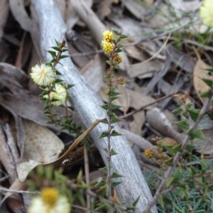 Acacia gunnii at Tuggeranong DC, ACT - 7 Jul 2019