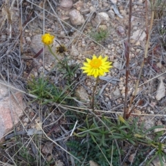 Xerochrysum viscosum (Sticky Everlasting) at Wanniassa Hill - 7 Jul 2019 by Mike