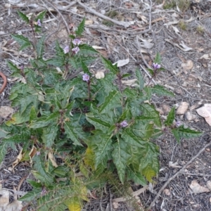 Solanum cinereum at Tuggeranong DC, ACT - 7 Jul 2019