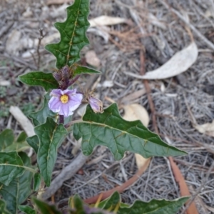 Solanum cinereum at Tuggeranong DC, ACT - 7 Jul 2019 03:54 PM