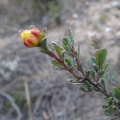 Hibbertia obtusifolia (Grey Guinea-flower) at Tuggeranong DC, ACT - 7 Jul 2019 by Mike