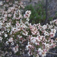 Cryptandra sp. Floriferous (W.R.Barker 4131) W.R.Barker at Wanniassa Hill - 7 Jul 2019 by Mike