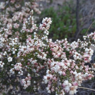 Cryptandra sp. Floriferous (W.R.Barker 4131) W.R.Barker at Tuggeranong DC, ACT - 7 Jul 2019 by Mike